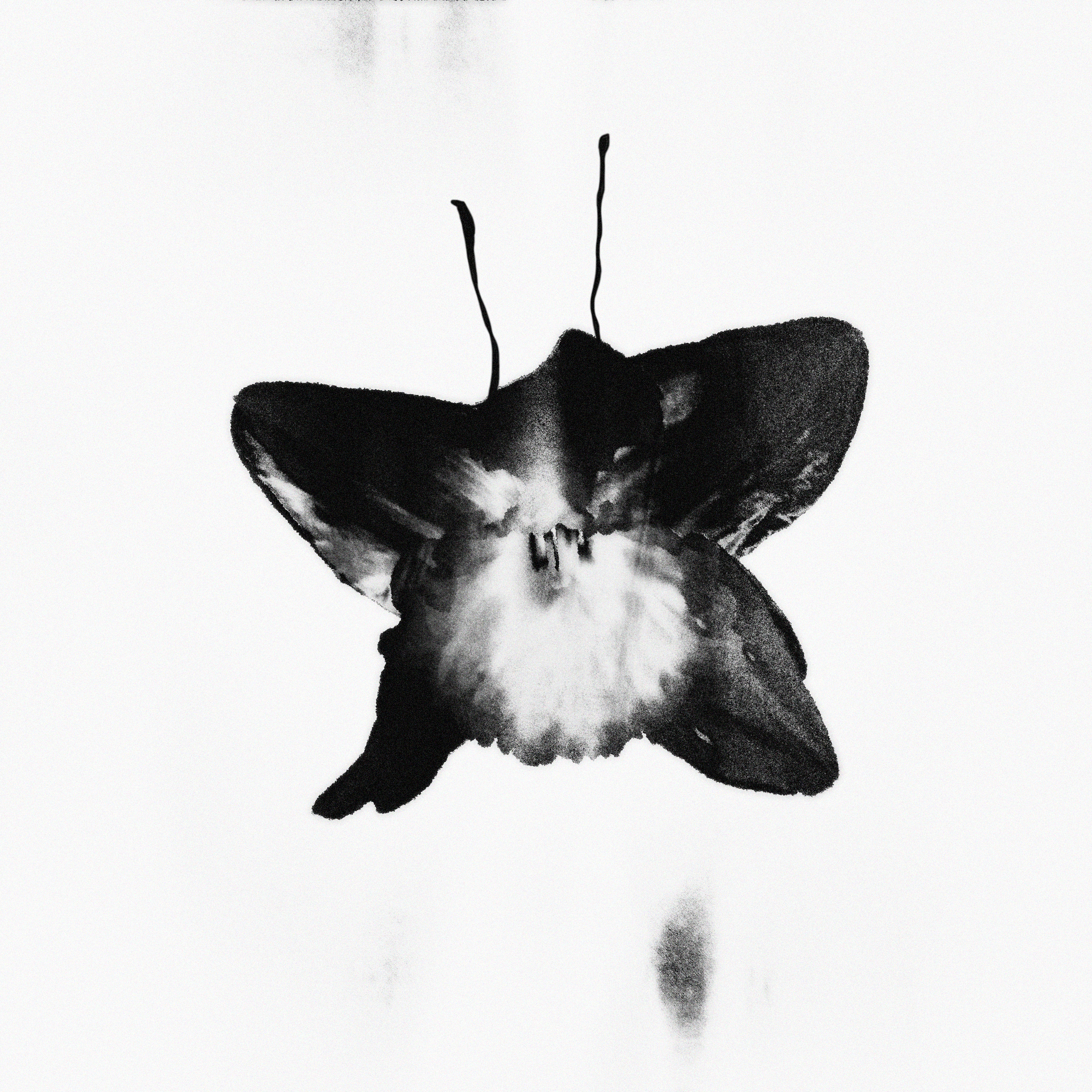 lotus+butter-Recovered